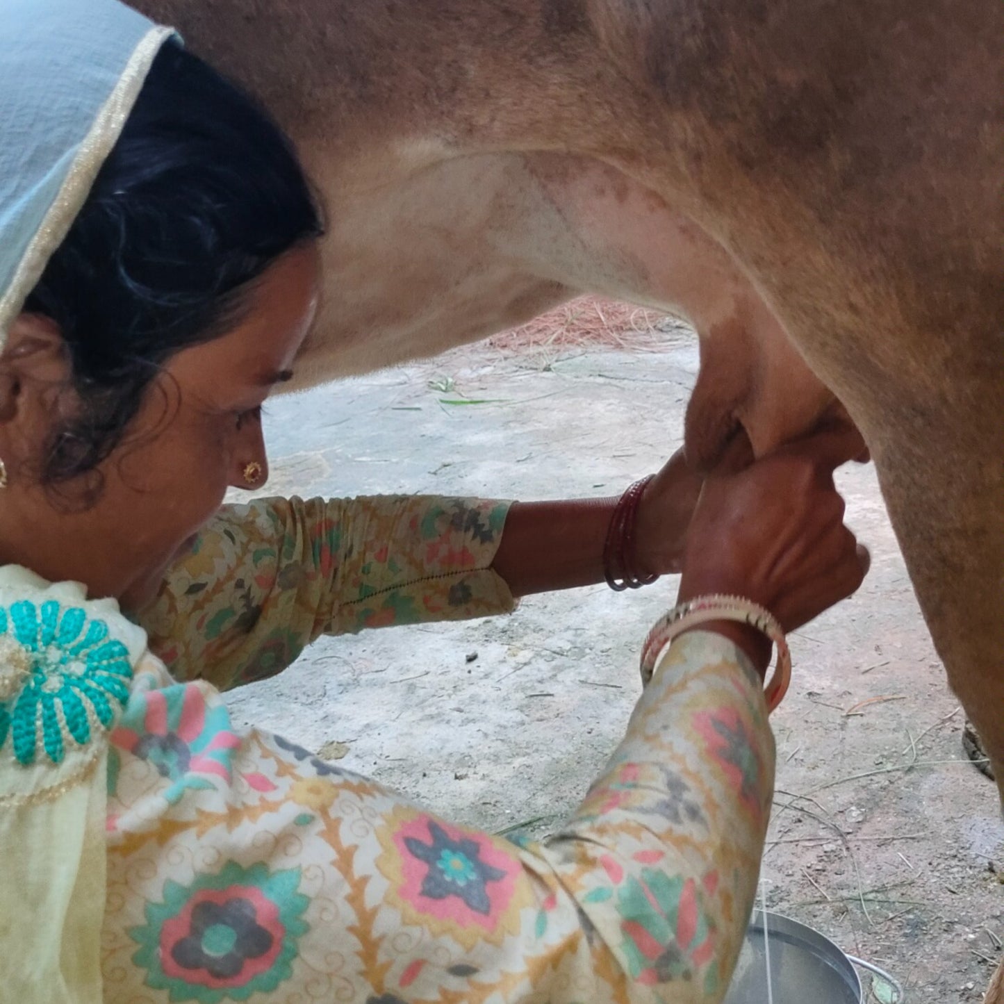 SINGLE BREED VEDIC A2 GHEE BADRI COW