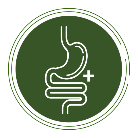 Healthy Gut Essentials