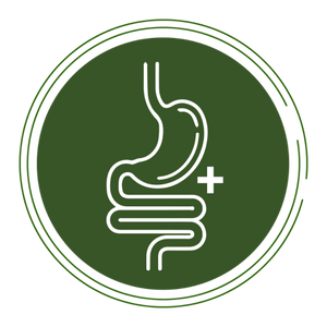 Healthy Gut Essentials