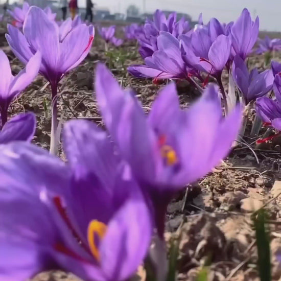 kesar flower video 